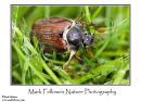 Cockchafer Melolontha melolontha